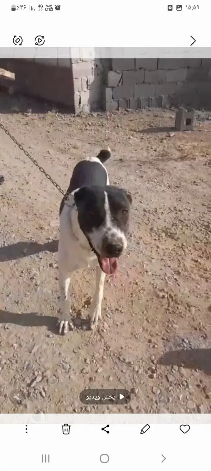 سگ گله|سگ|مشهد, توس فردوسی|دیوار