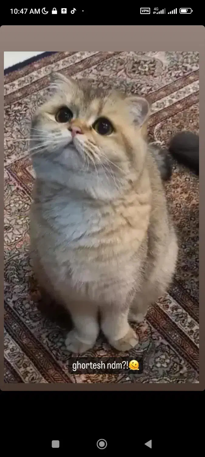 گربه|گربه|تهران, امیریه|دیوار