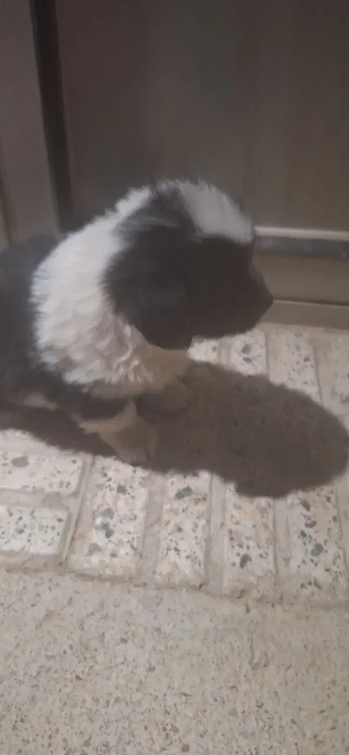 فروش کوتلو سگ نژادپامرانین سیاو اشپیتز|سگ|گلپایگان, |دیوار