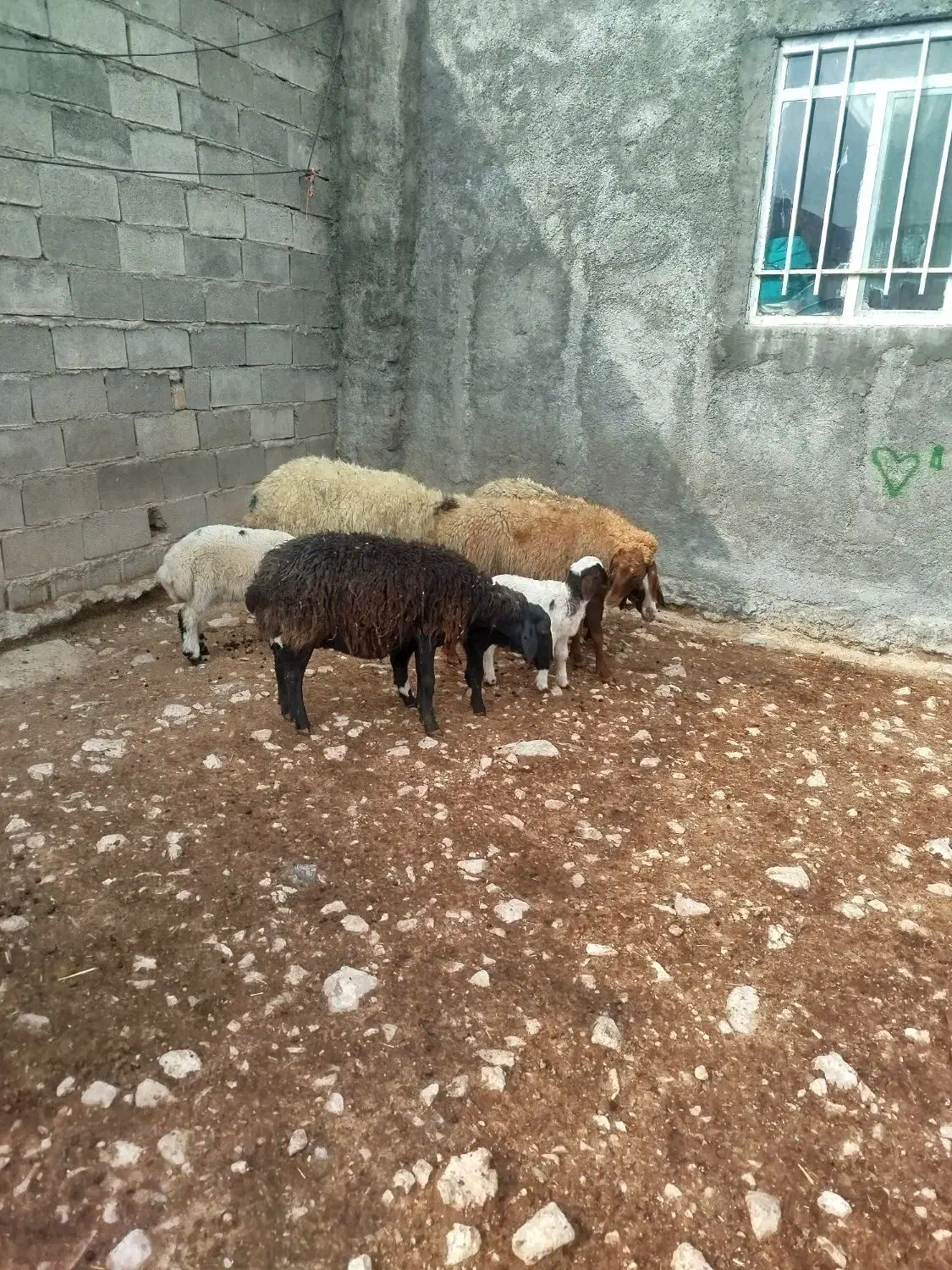 گوسفند بابره|حیوانات مزرعه|سرپل ذهاب, |دیوار