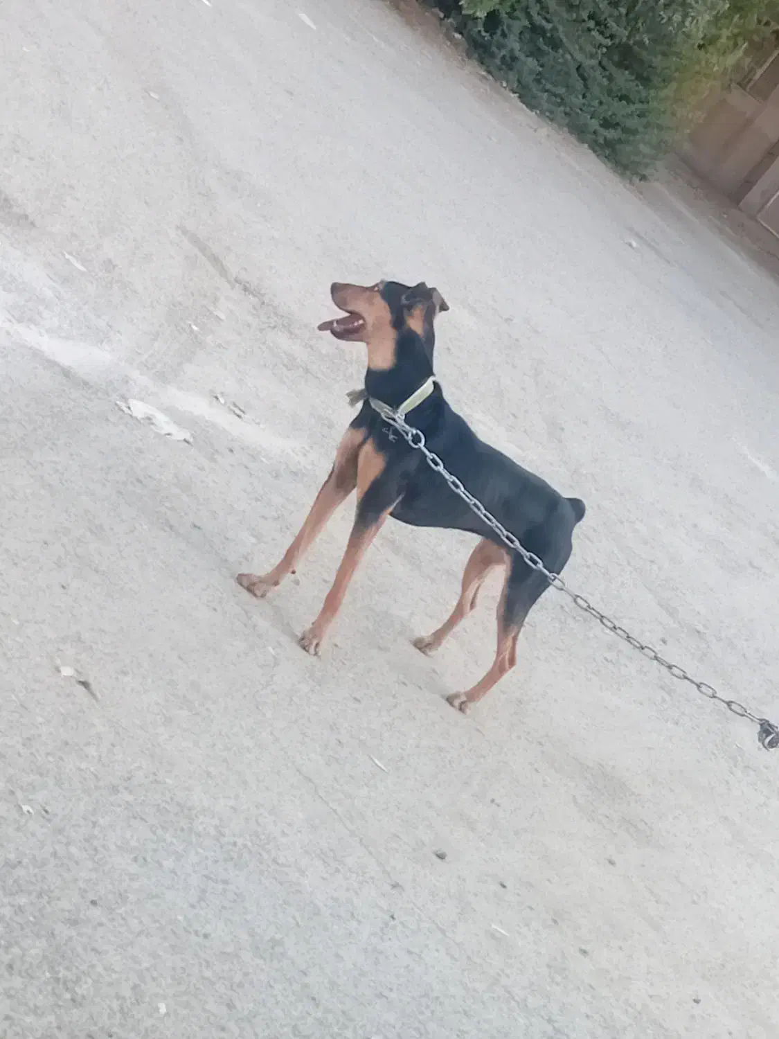 سگ دوبرمن|سگ|کرمانشاه, |دیوار