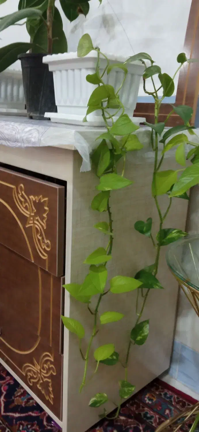 گل‌های آپارتمانی|گل و گیاه طبیعی|بناب, |دیوار