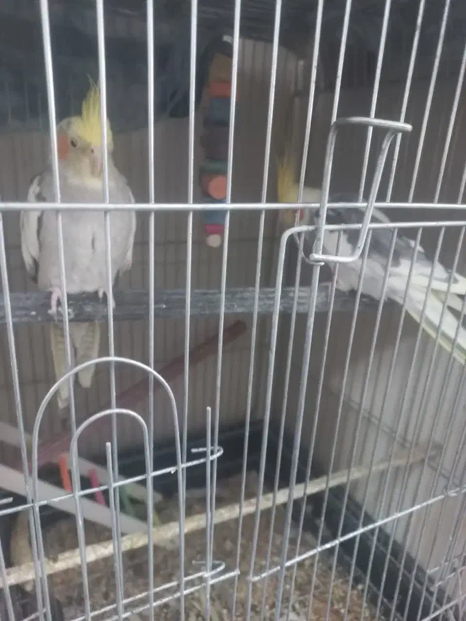 عروس هلندی جفت|پرنده|زارچ, |دیوار