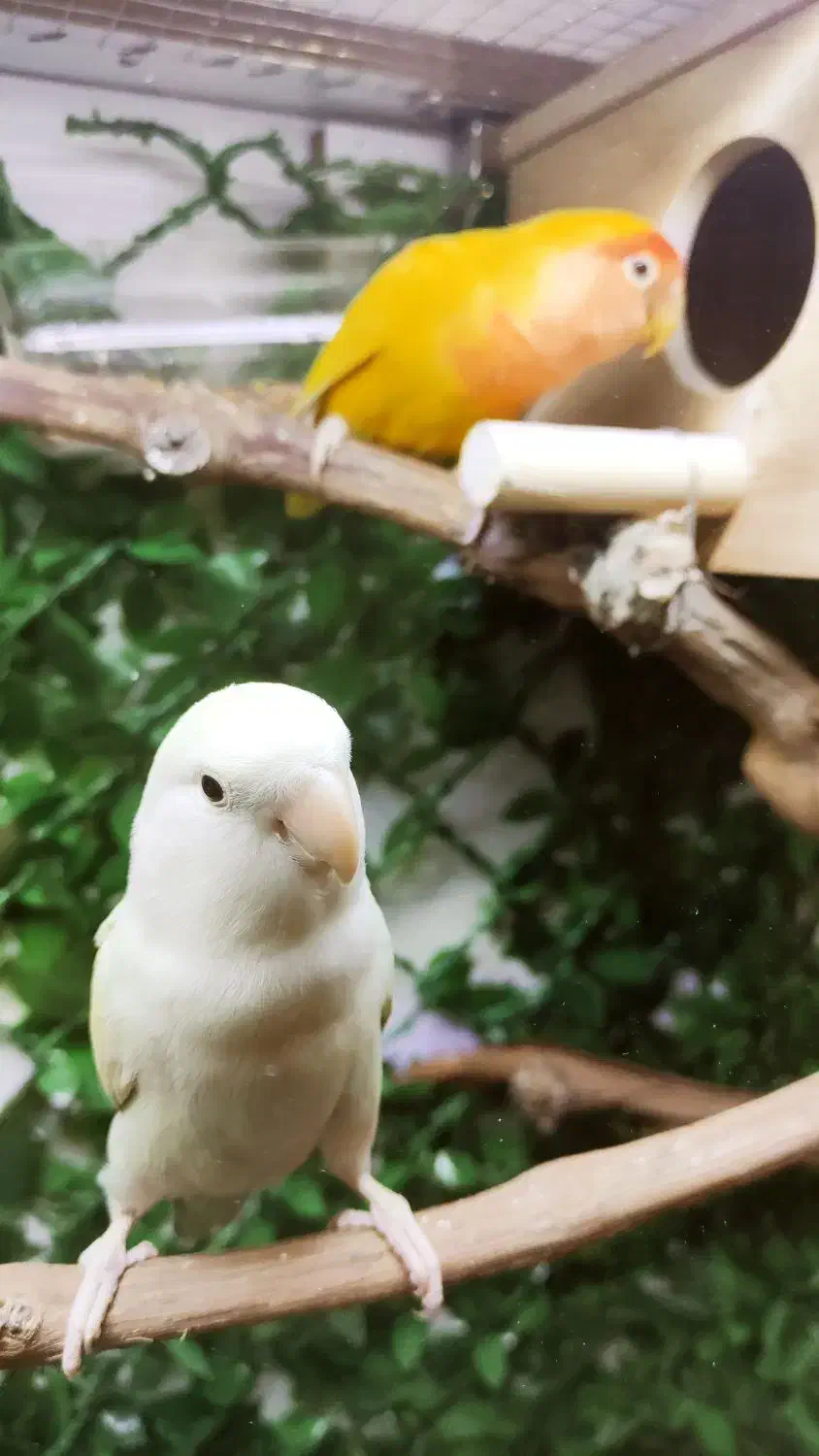 طوطی برزیلی معاوضه با یک جفت فنچ گلدین|پرنده|تهران, هفده شهریور|دیوار