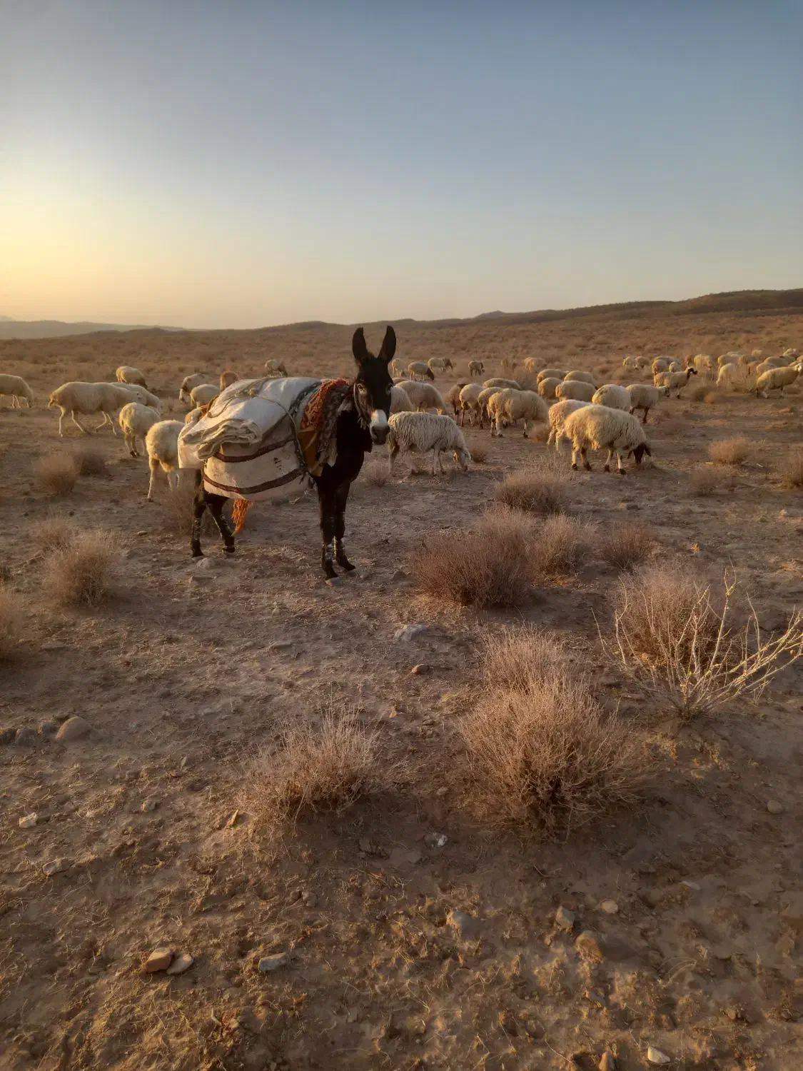 الاغ نر مشکی|حیوانات مزرعه|قائن, |دیوار