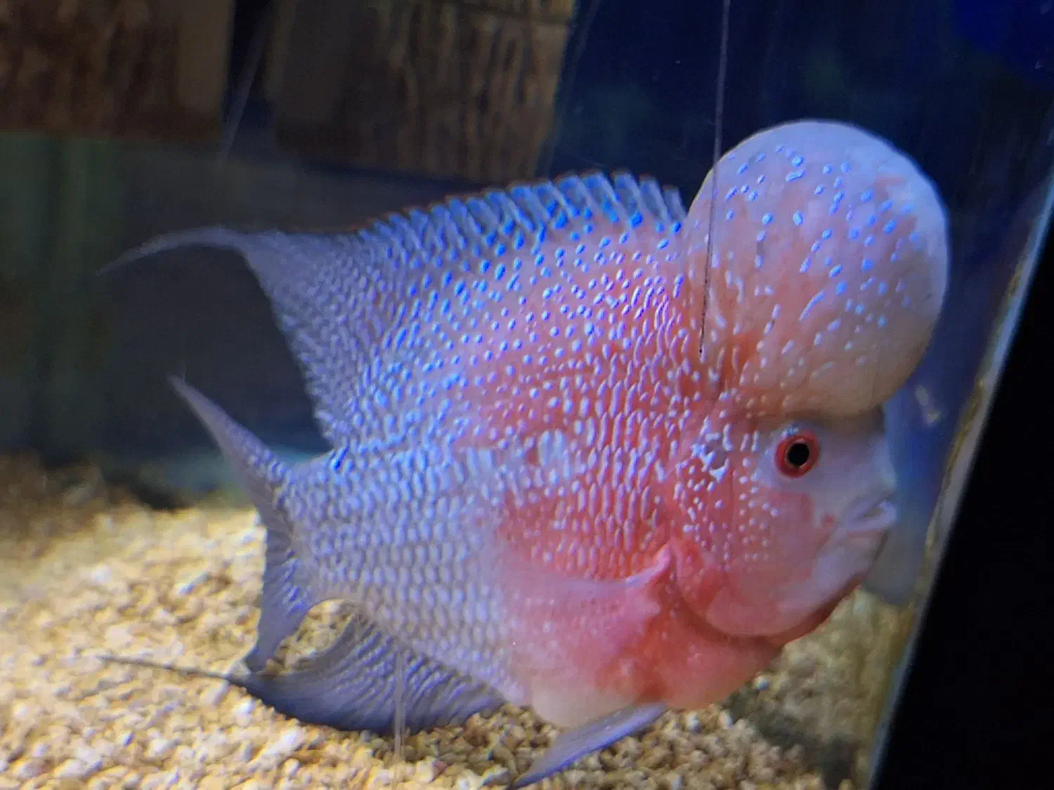 ماهی فلاورن هورن +غذا اوشن فری|ماهی|شیراز, سهل‌آباد|دیوار