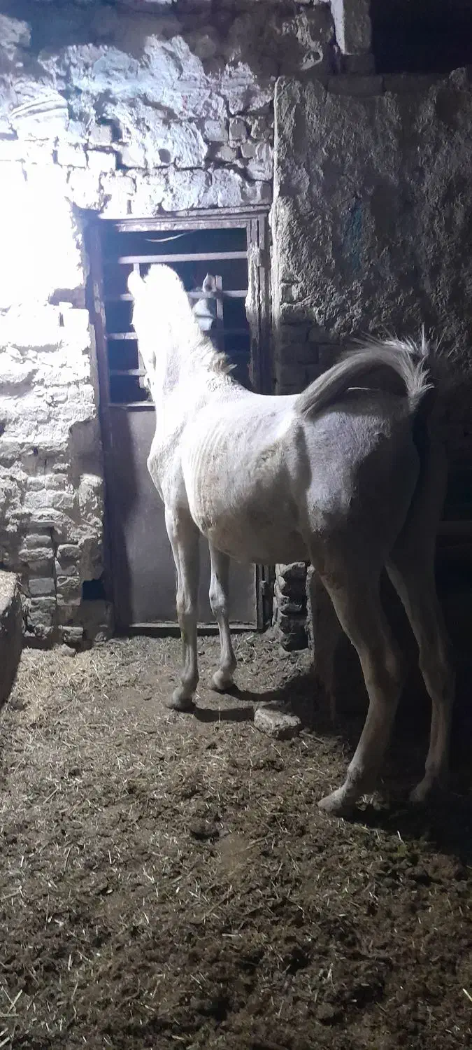 کره نریان ۱۴ ماه شجره دار پر خون|اسب و تجهیزات اسبسواری|ملایر, |دیوار