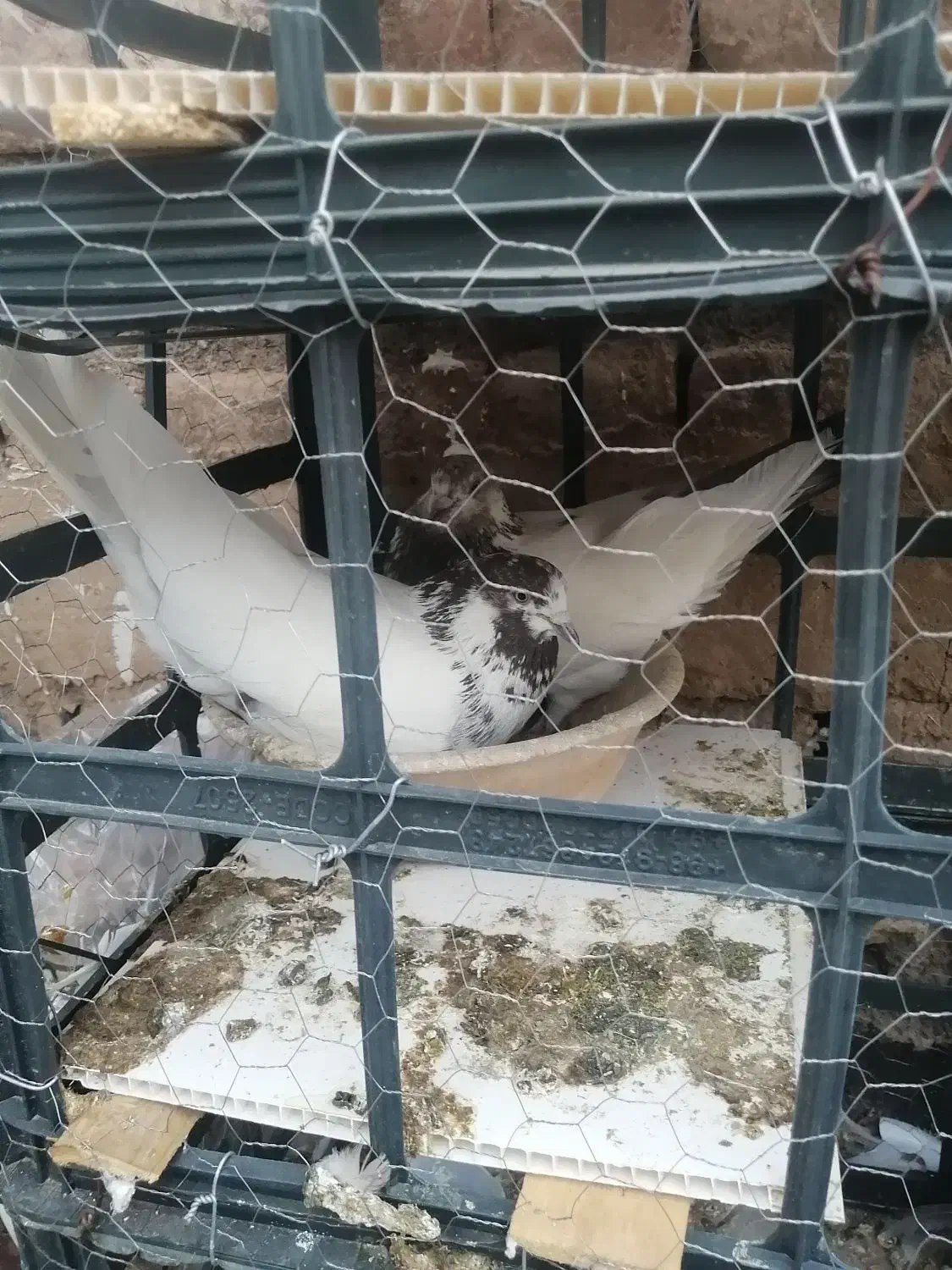 کفتر گمشده|حیوانات|قم, شهرک امام حسین|دیوار