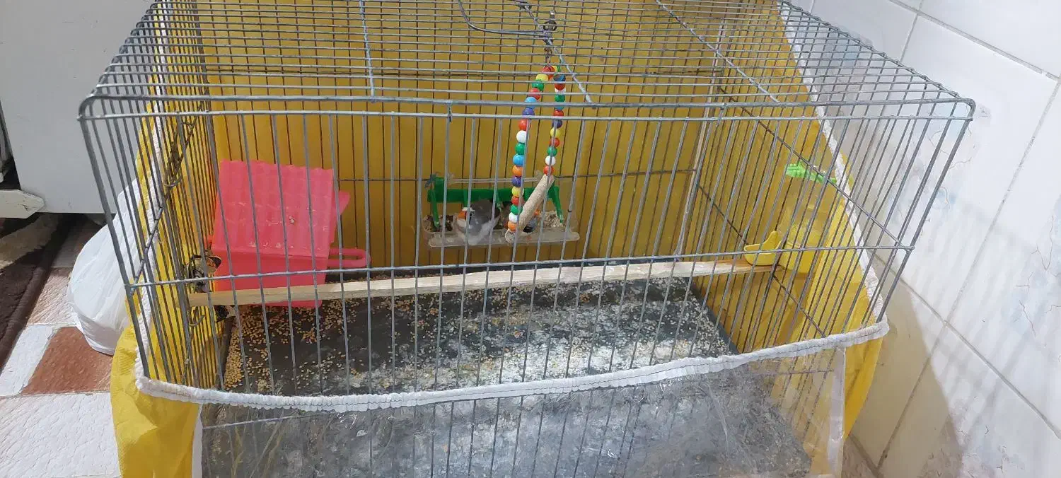 فروش فوری پرنده فنچ|پرنده|ساری, |دیوار