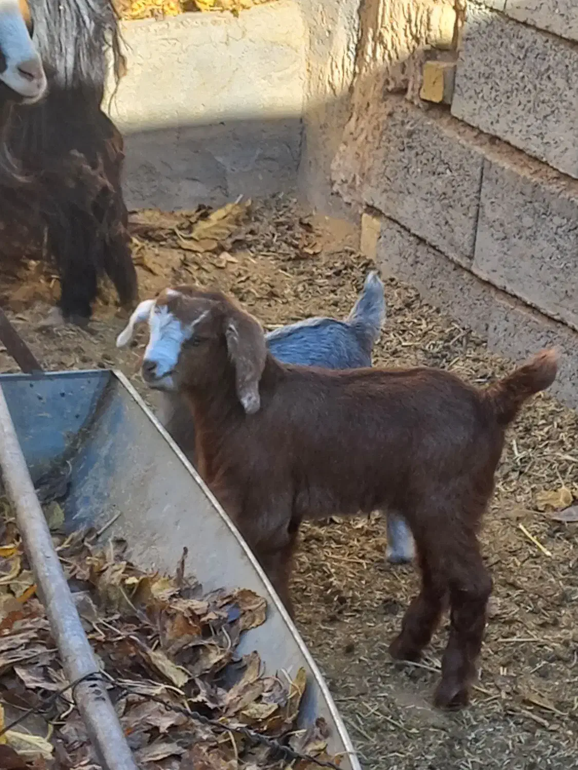 فروش بز|حیوانات مزرعه|میمه, |دیوار