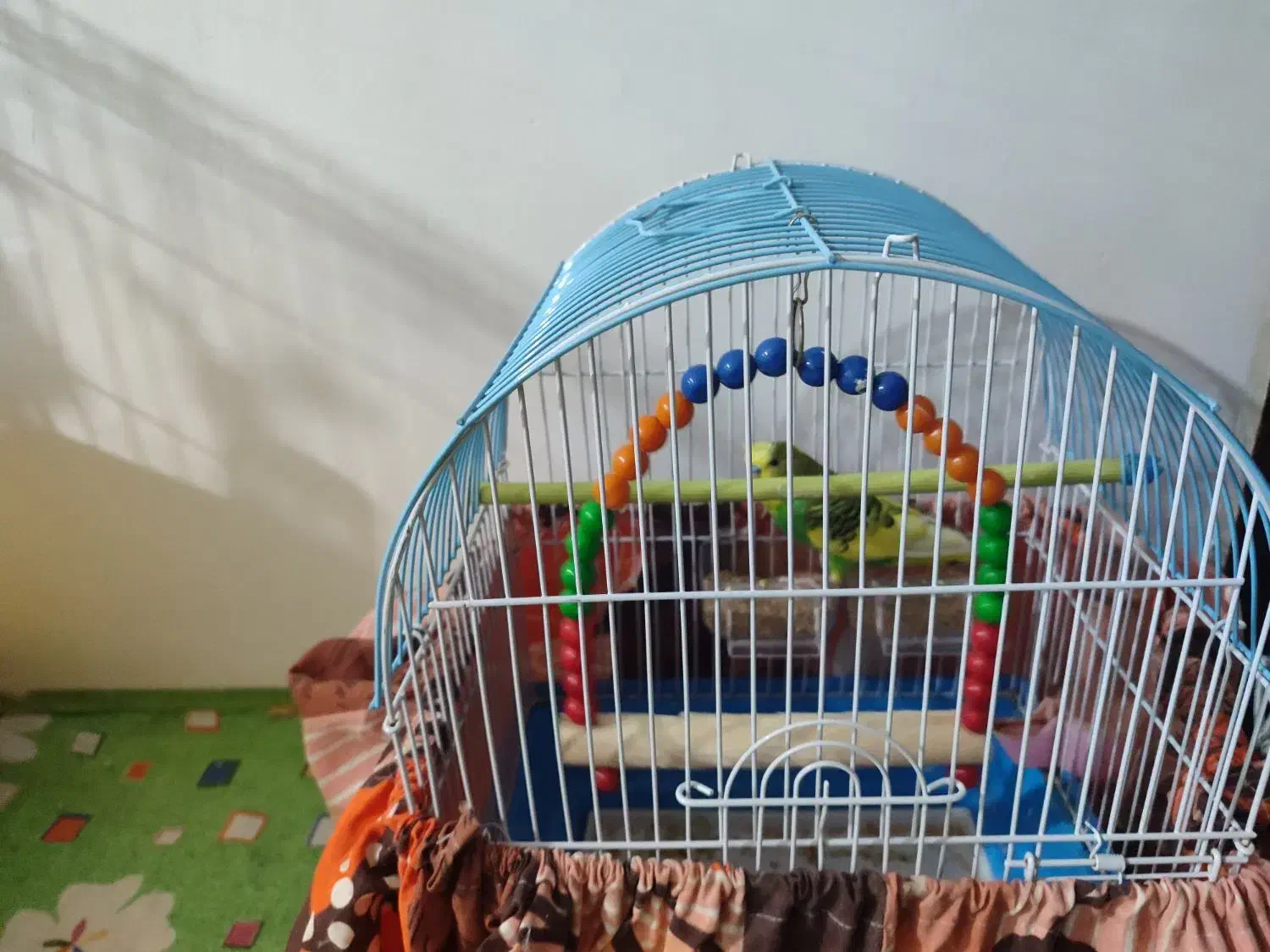 مرغ عشق هلندی|پرنده|رشت, پل تالشان|دیوار