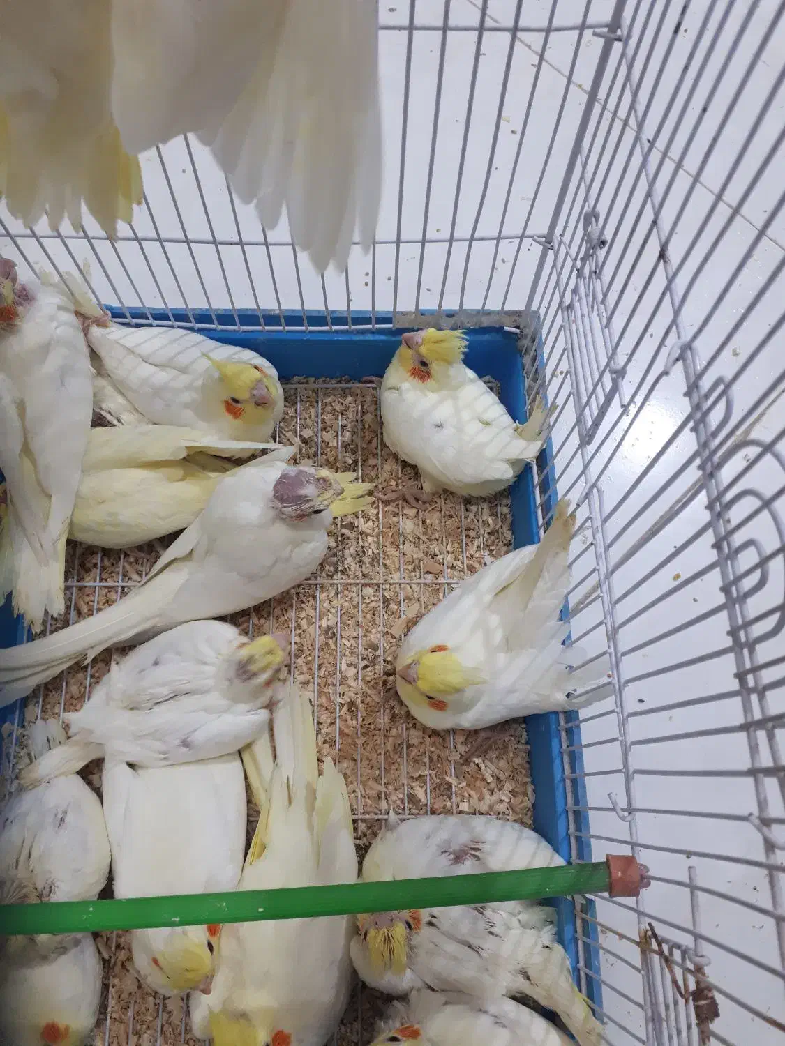 جوجه عروس هلندی|پرنده|رفسنجان, |دیوار