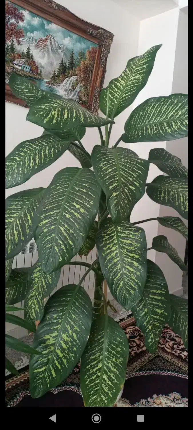 گل طبیعی|گل و گیاه طبیعی|بروجرد, |دیوار