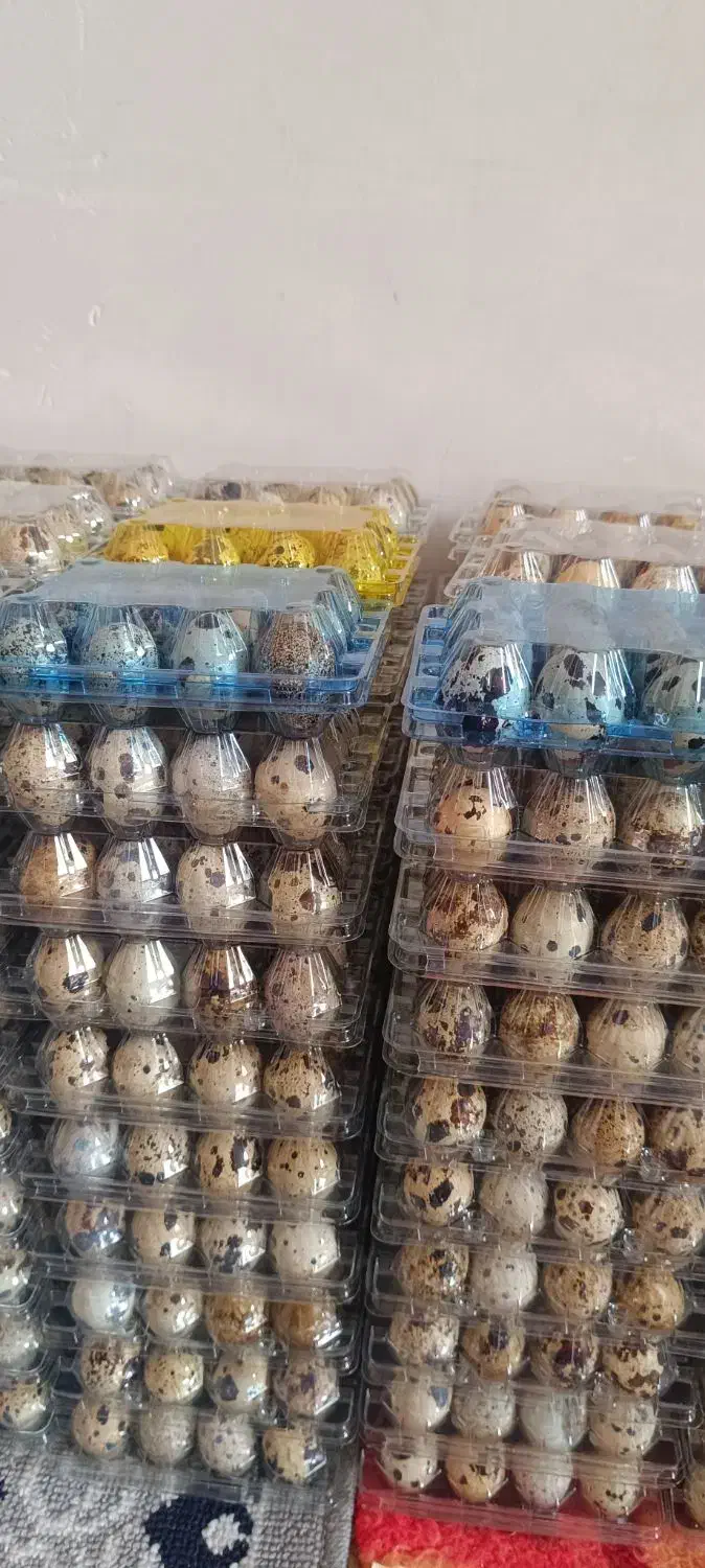 تخم بلدرچین برند ویژن|خوردنی و آشامیدنی|بهارستان, |دیوار