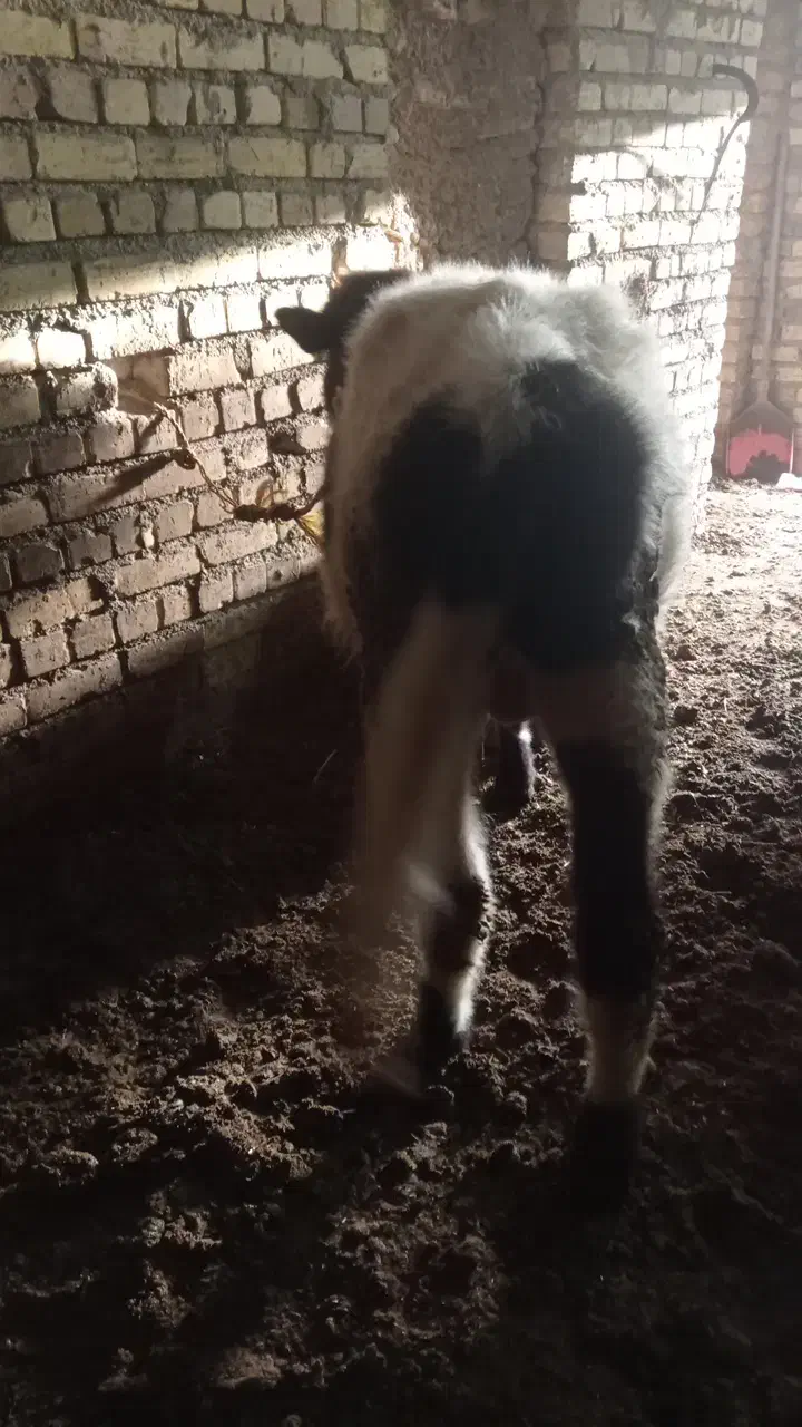 گوساله|حیوانات مزرعه|دوتپه, |دیوار