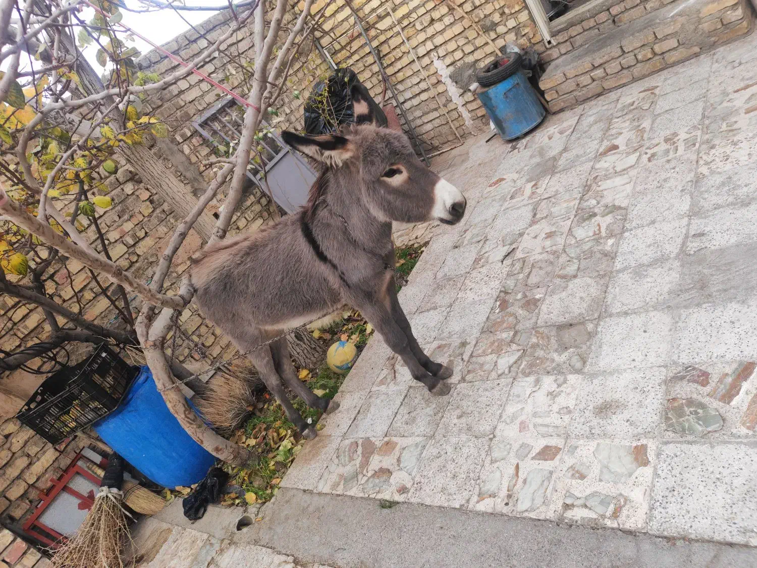 کره خر|حیوانات مزرعه|سیستان, |دیوار