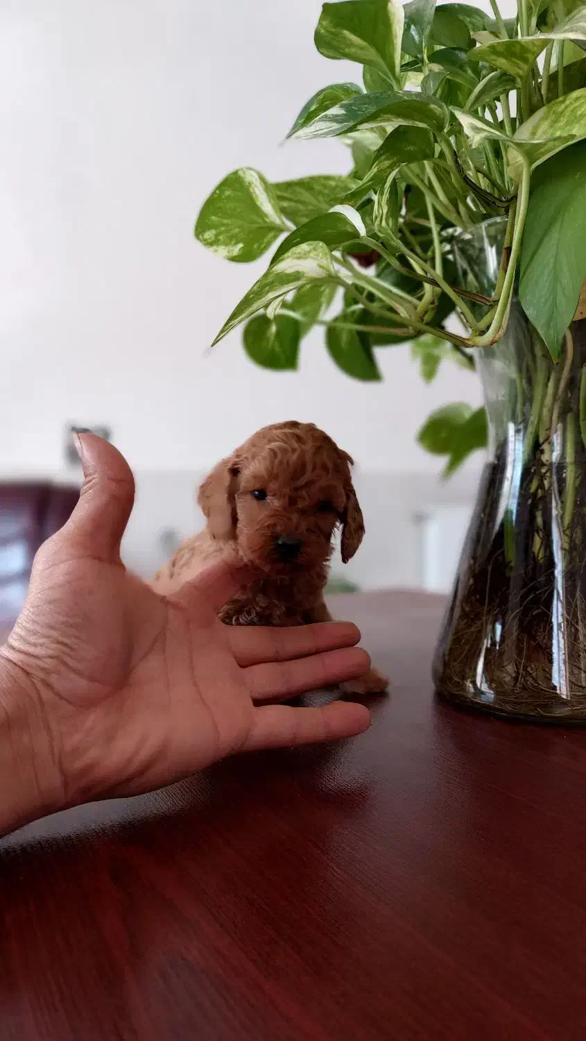 پودل رد و دالمیشن|سگ|شیراز, ابیوردی|دیوار