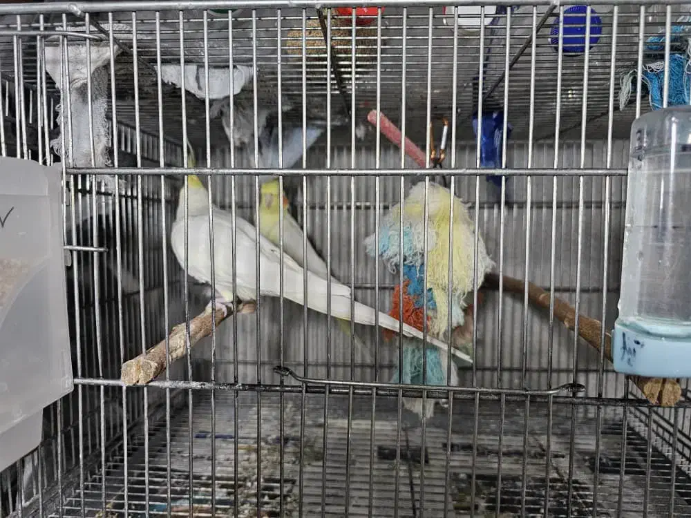 عروس هلندی خانگی|پرنده|بندر انزلی, زنبق|دیوار