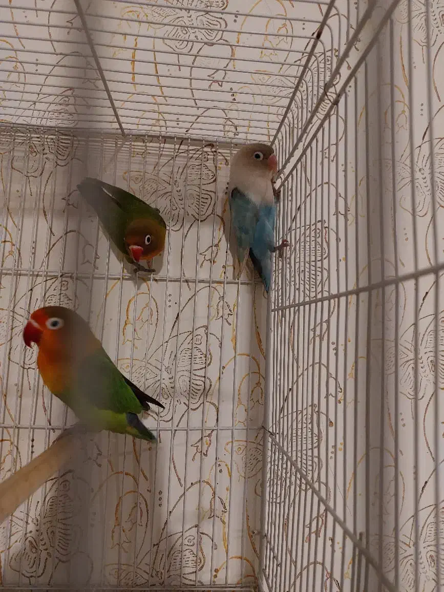 عروس کوتوله با جوجه|پرنده|مشهد, شهرک مهرگان|دیوار