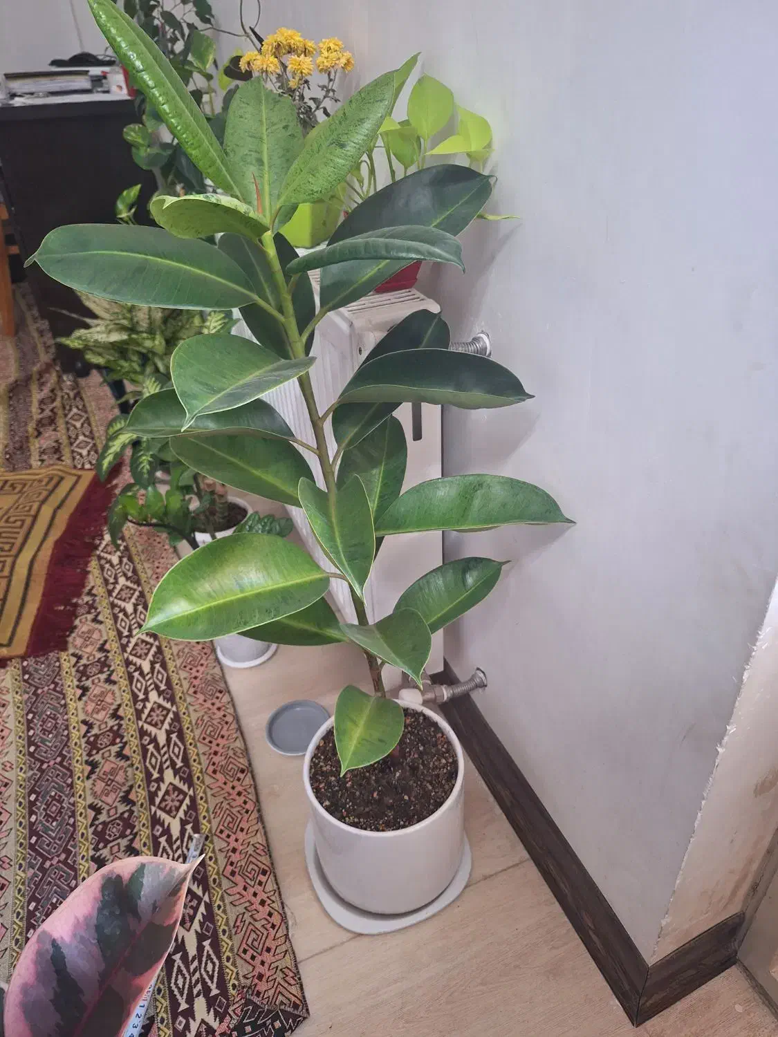 گلدان فیکوس ابروبادی|گل و گیاه طبیعی|شاهینشهر, نسیم ۵|دیوار