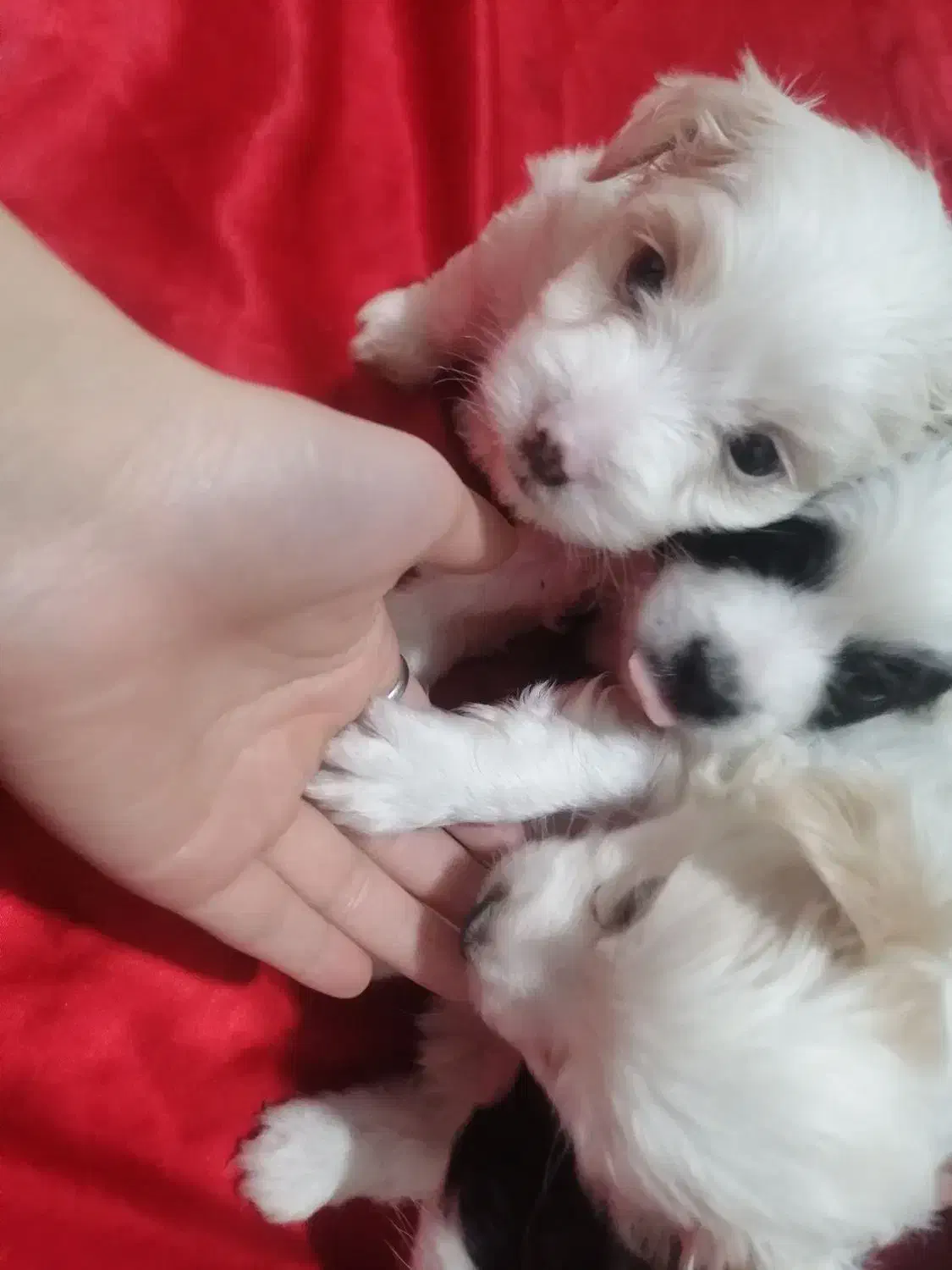 توله سگ تریر|سگ|پردیس, فاز ۶|دیوار