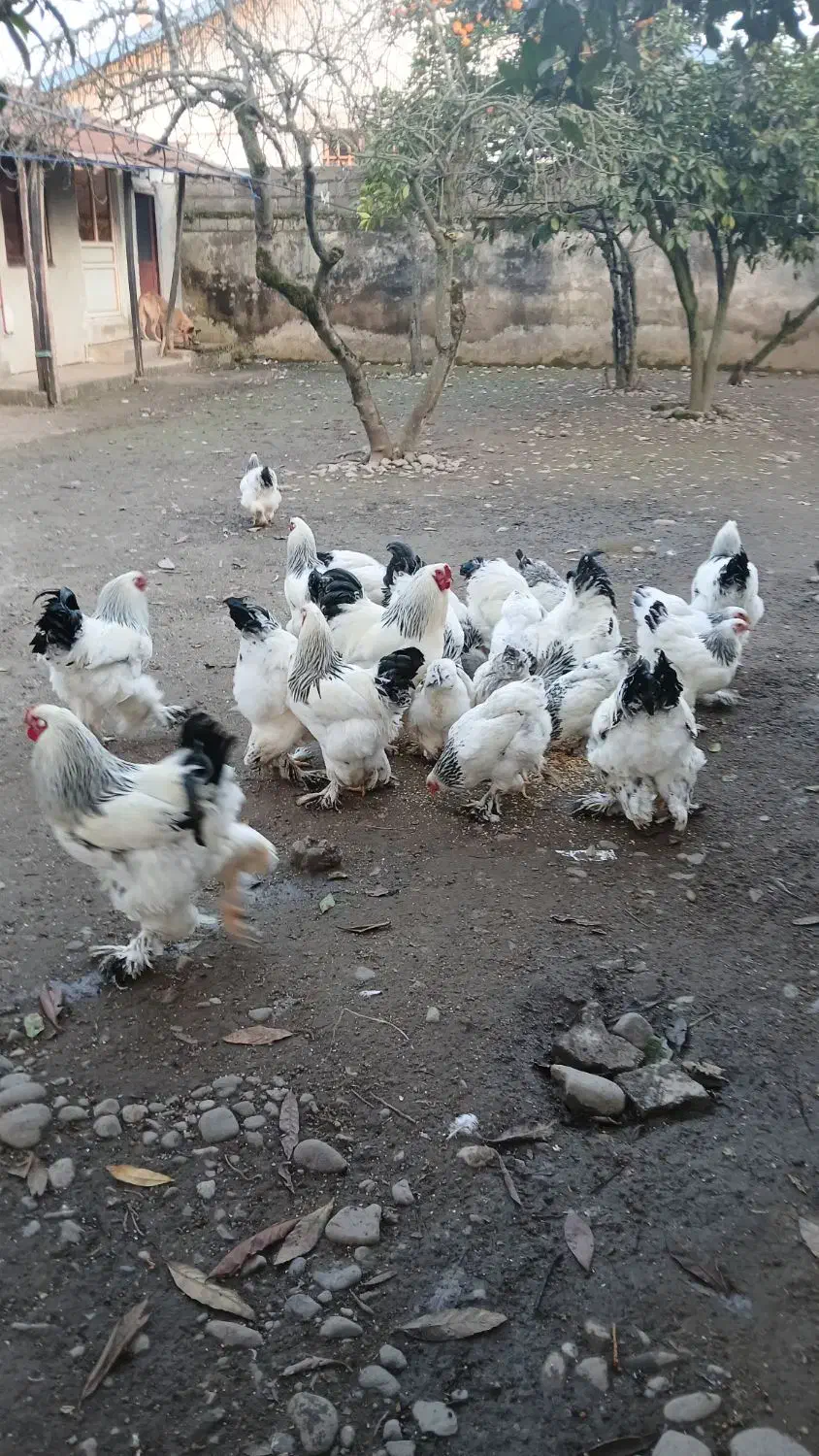 تخم مرغ برهما اصل رمانی|حیوانات مزرعه|سنگر, |دیوار