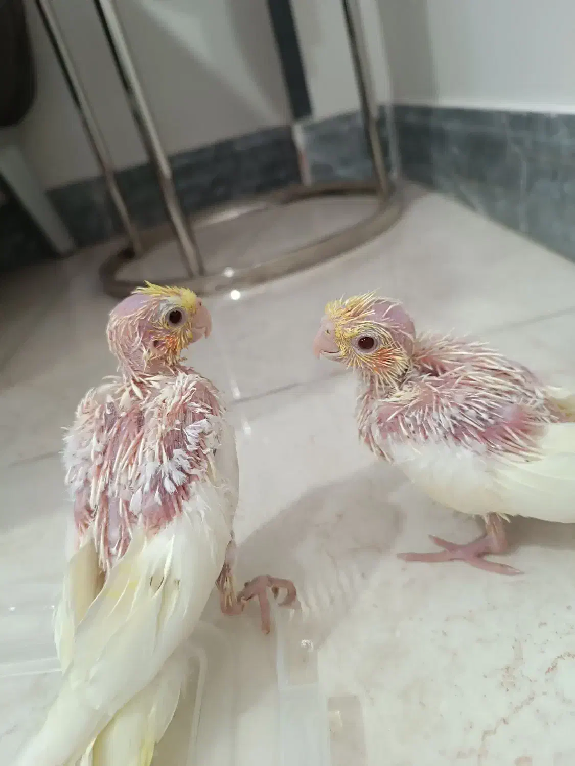 جوجه عروس هلندی|پرنده|شهریار, شهرک بهاران (ویره)|دیوار