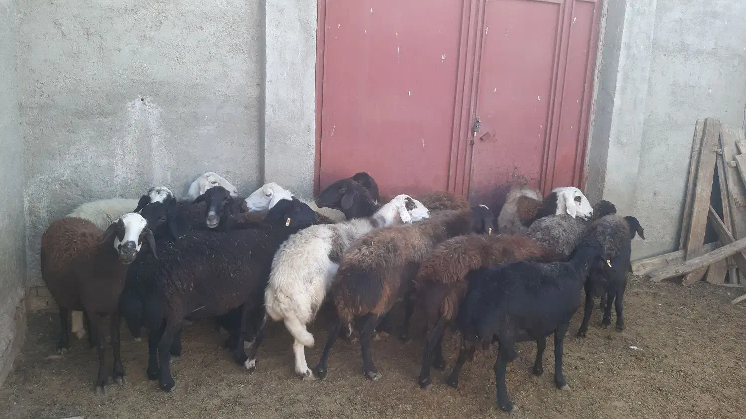 ۱۶تا میش قره قزل و پلنگی اتوبوسی|حیوانات مزرعه|بروجرد, |دیوار