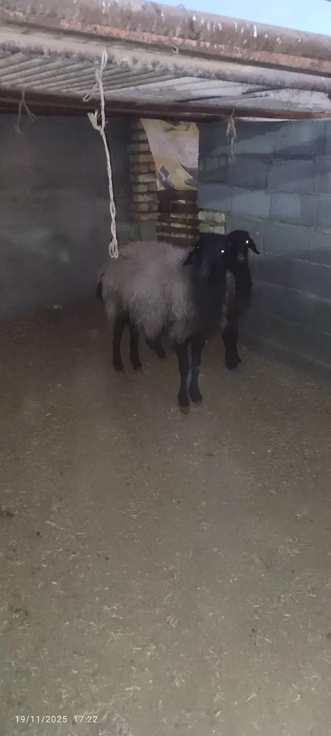 قوچ|حیوانات مزرعه|اصفهان, براآن شمالی|دیوار