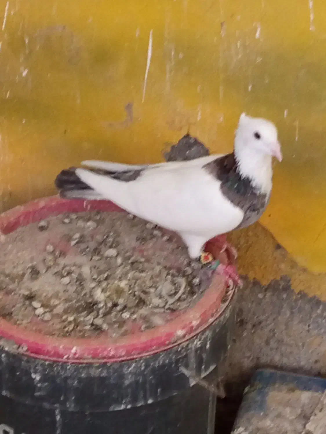 کبوتررنگه|پرنده|تربتحیدریه, شهرک ولیعصر|دیوار