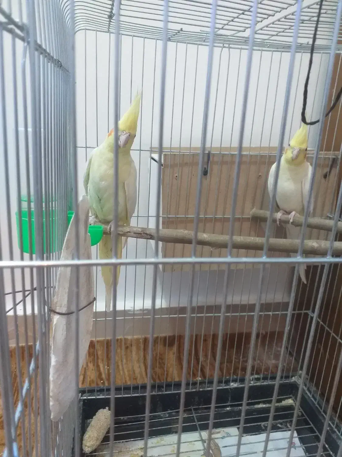 عروس هلندی بشرط نطفه|پرنده|سوسنگرد, |دیوار