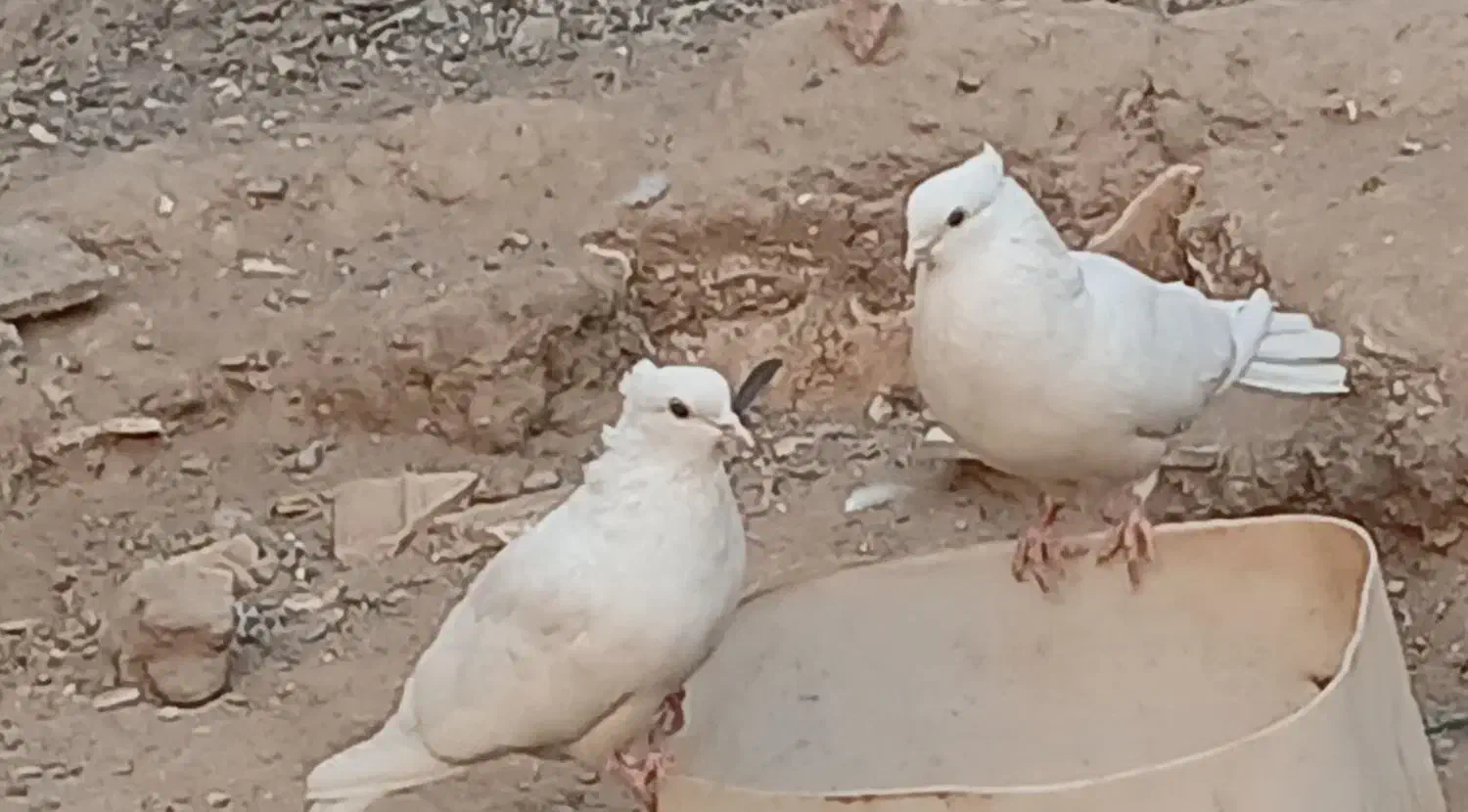 کبوتر|پرنده|سیرجان, |دیوار