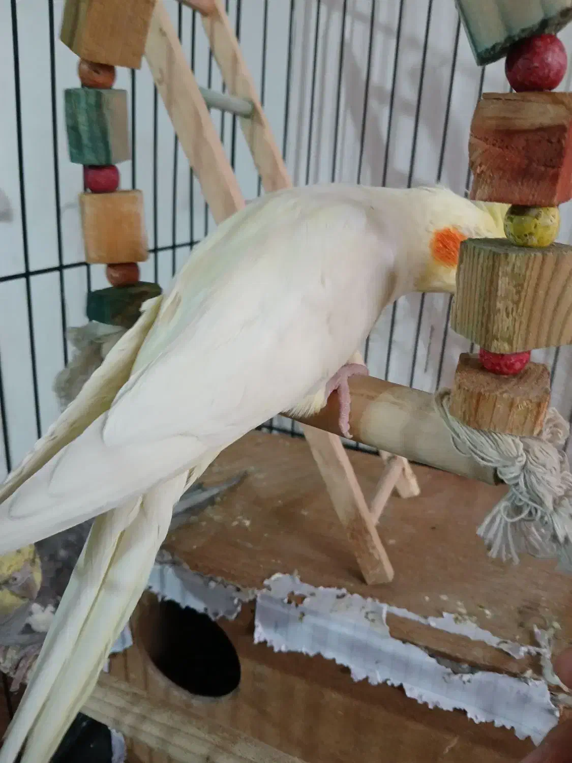 عروس هلندی ماده معاوضه با نر|پرنده|شهریار, دهشاد بالا|دیوار