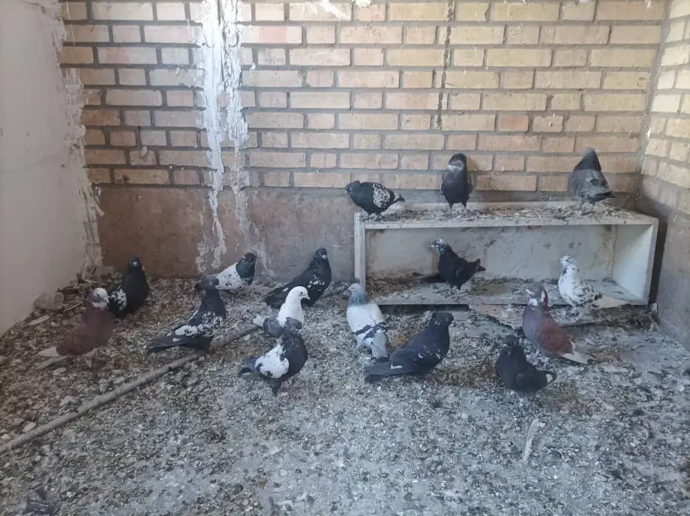 کفتر سینه ای|پرنده|خاوران, |دیوار