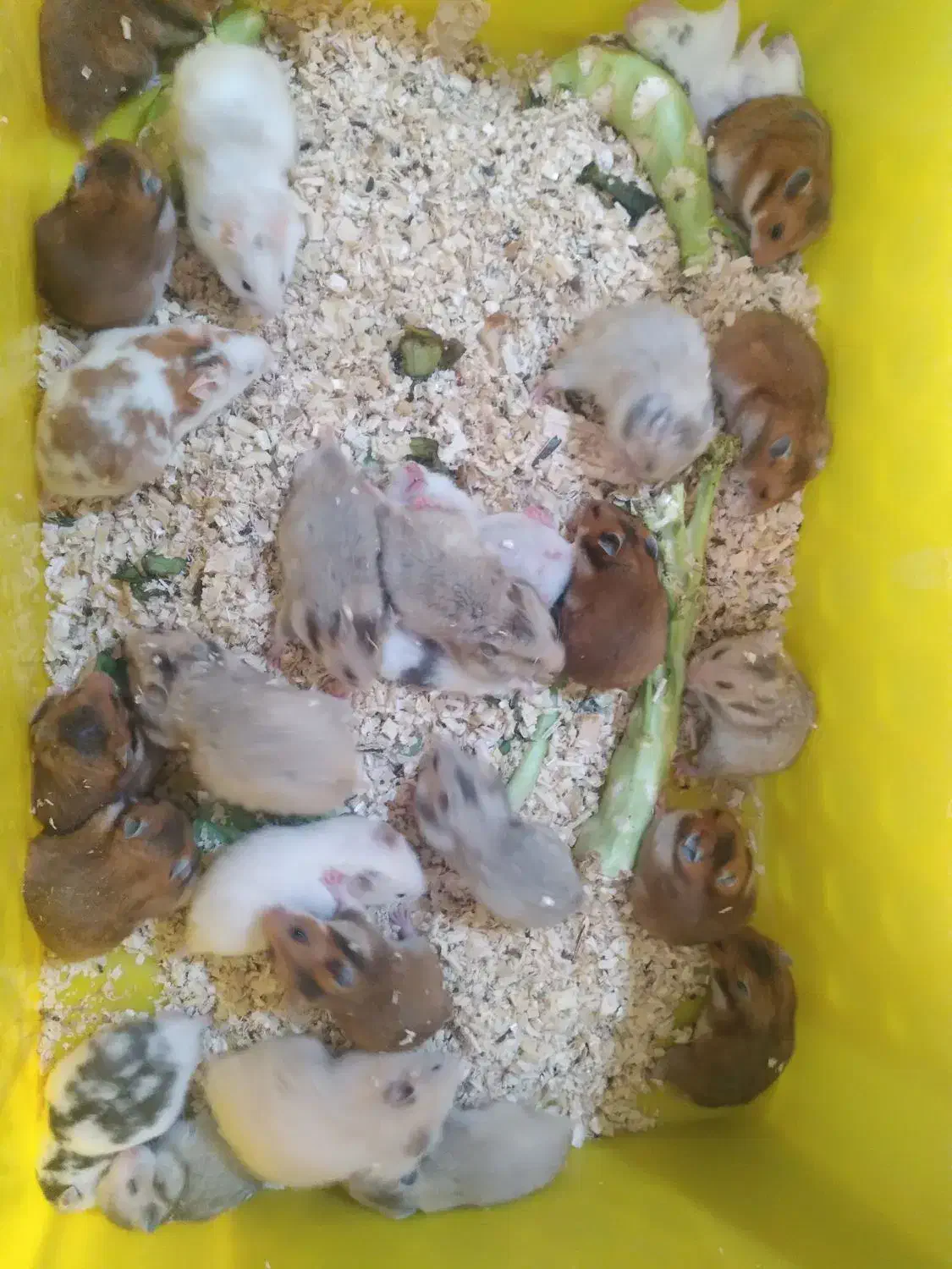 ۲۵ عدد همستر مولد|موش و خرگوش|تهران, پیکان شهر|دیوار