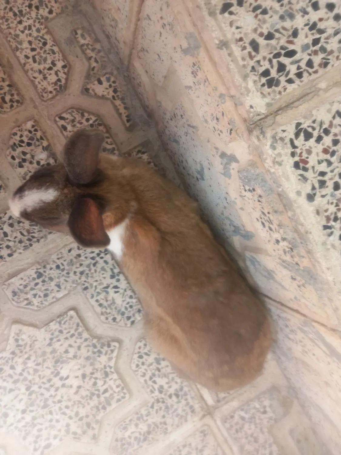 خرگوش|موش و خرگوش|رستم, |دیوار