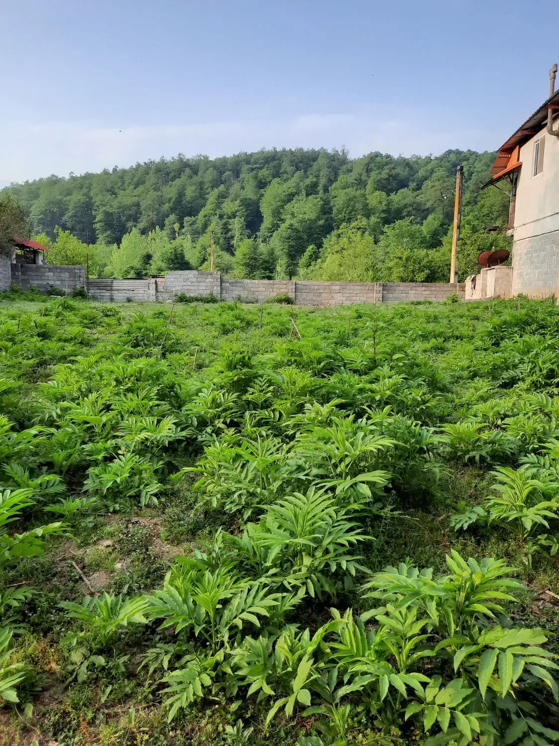 زمینبه مساحت ۴۱۰متر|فروش زمین و ملک کلنگی|آلاشت, |دیوار