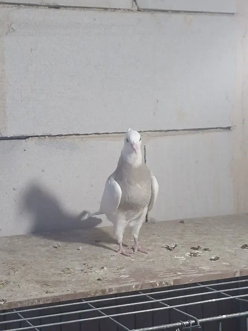 طوقی نسل برتر|پرنده|یزد, |دیوار