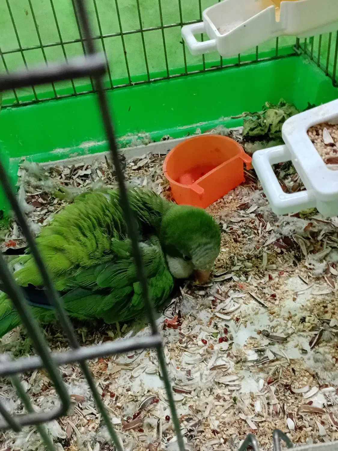 راهب سبز ماده|پرنده|تهران, بیسیم|دیوار