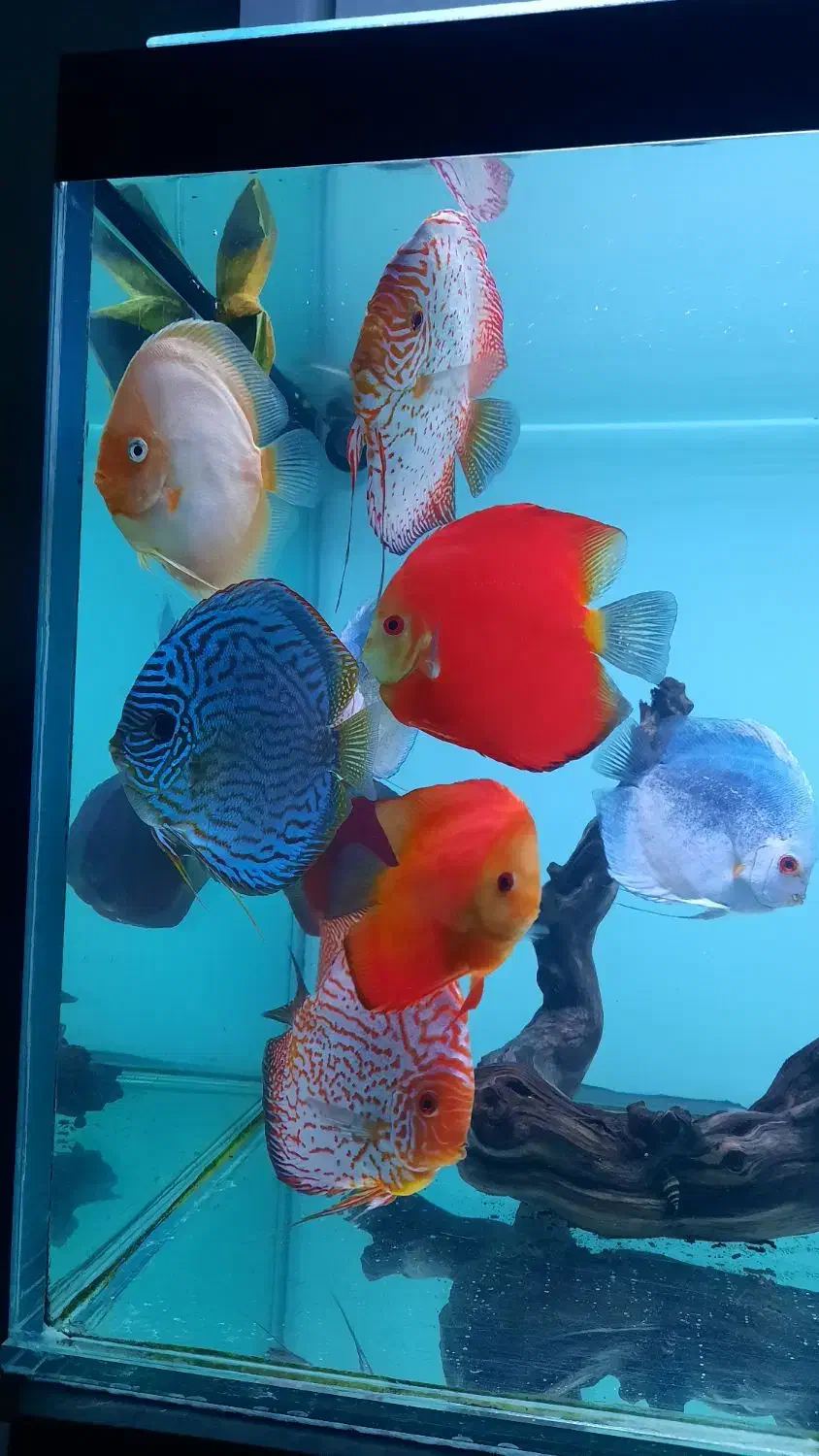 ماهی دیسکس|ماهی|مشهد, کوی ولیعصر|دیوار