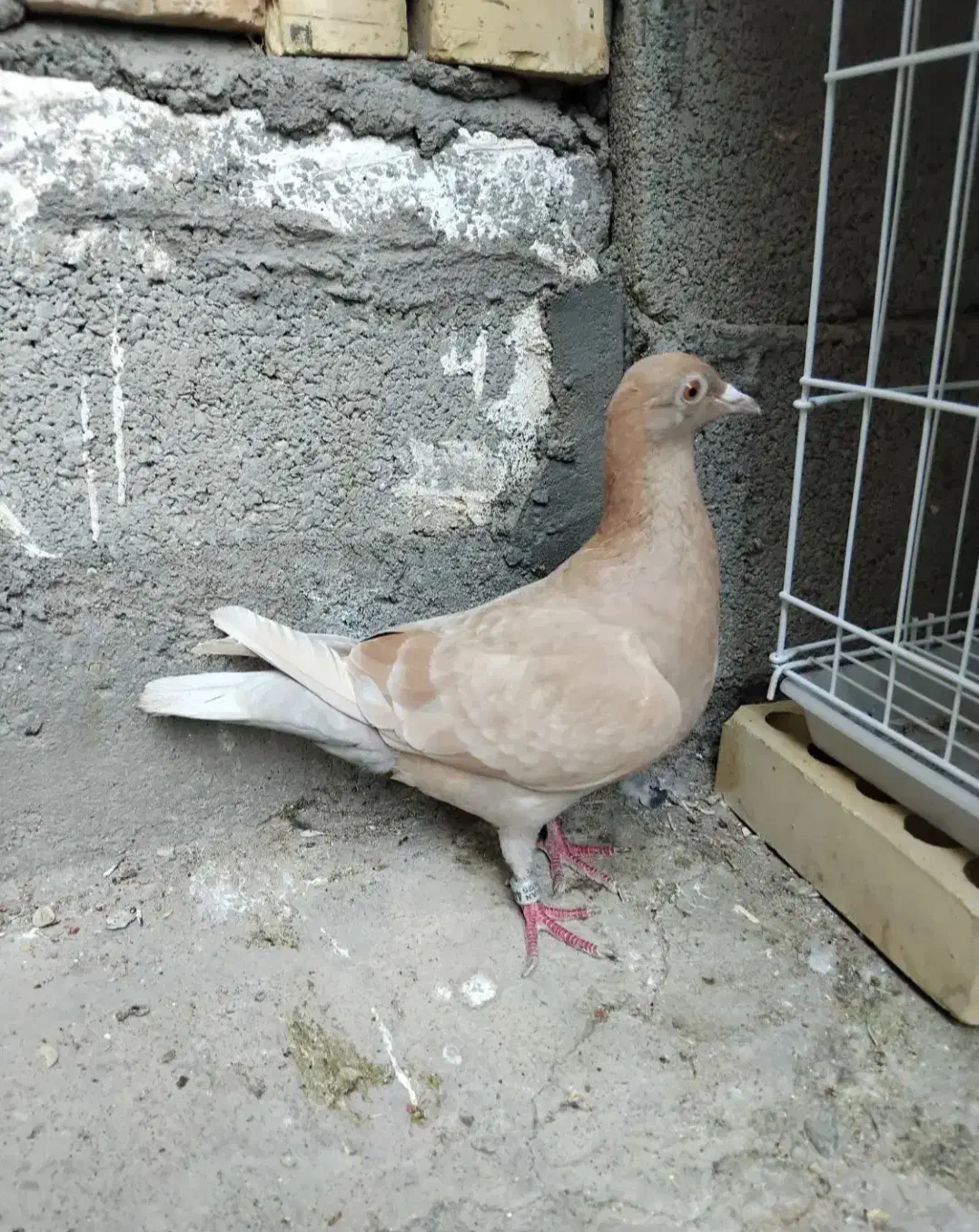 ماده یاهو زرد پلاکی|پرنده|اهواز, دانشگاه چمران|دیوار