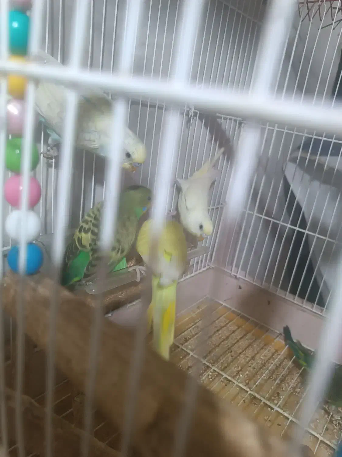 مرغ عشق|پرنده|جیرفت, |دیوار