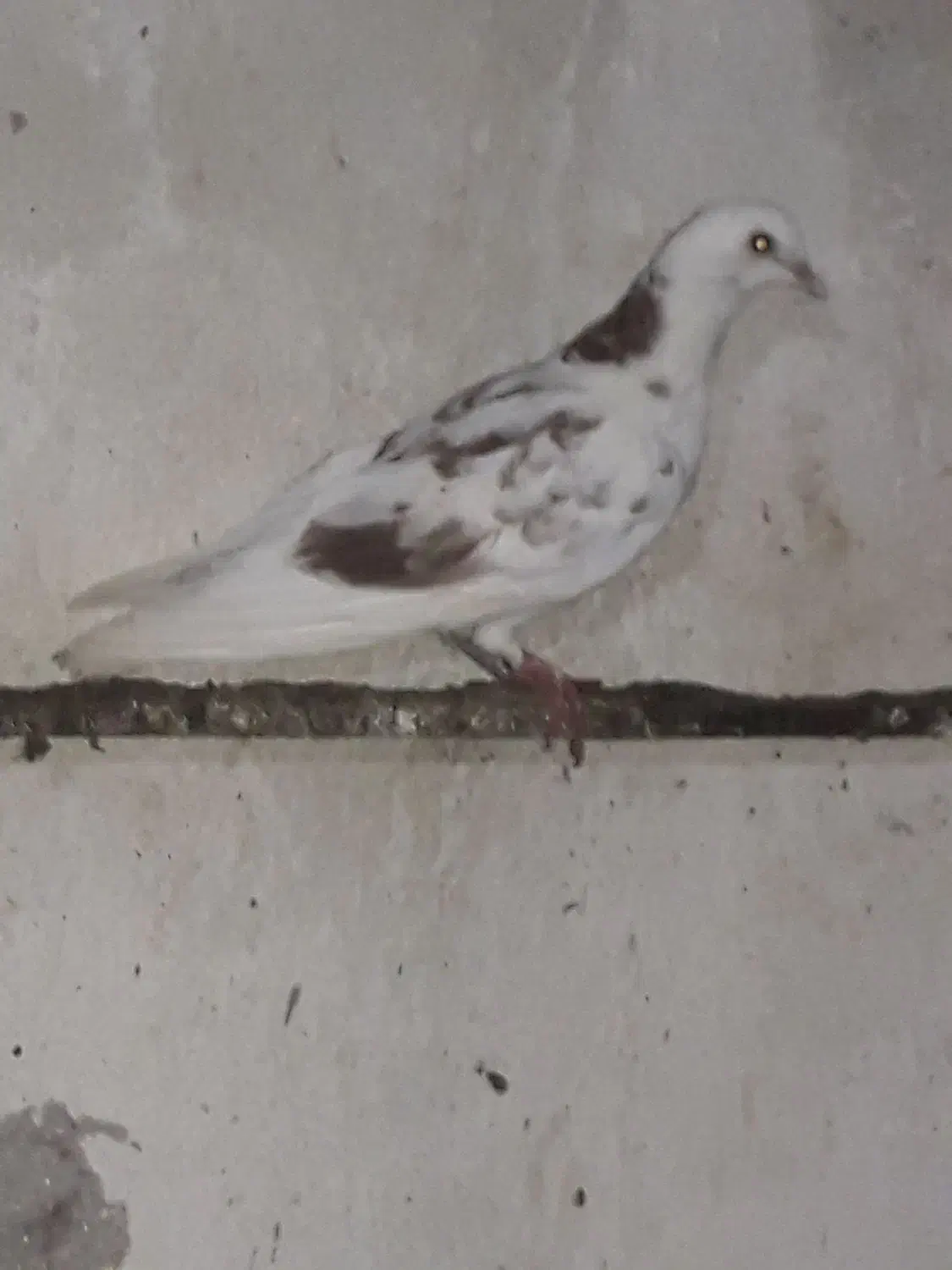 کبوترغریبگیری|پرنده|آمل, |دیوار