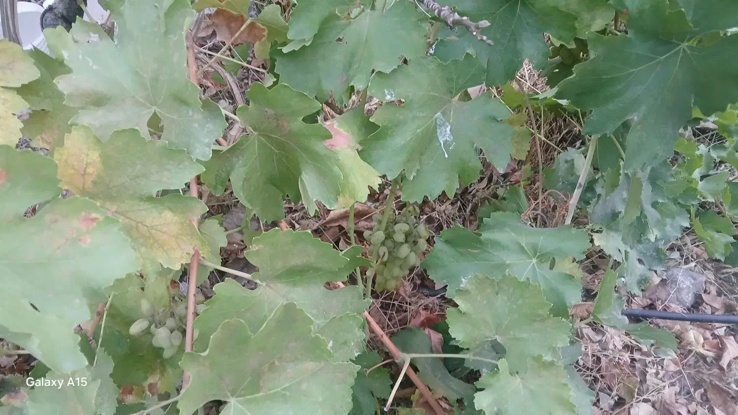 زمین بلوار ارانپور|فروش زمین و ملک کلنگی|دهدشت, |دیوار