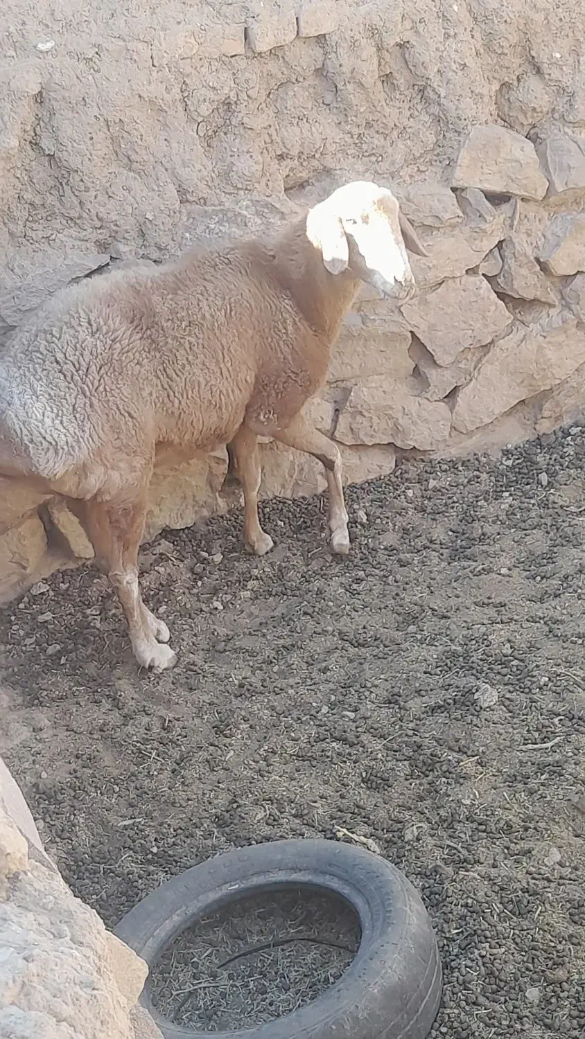 یک میش ماده|حیوانات مزرعه|خوسف, |دیوار