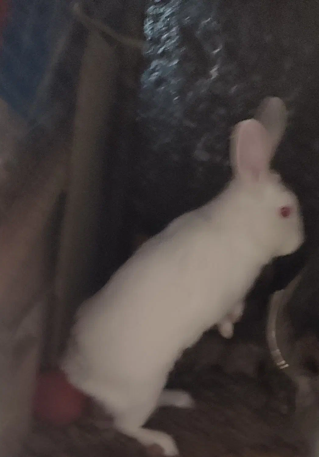 خرگوش بازیگوش وباهوش|موش و خرگوش|بیرجند, |دیوار