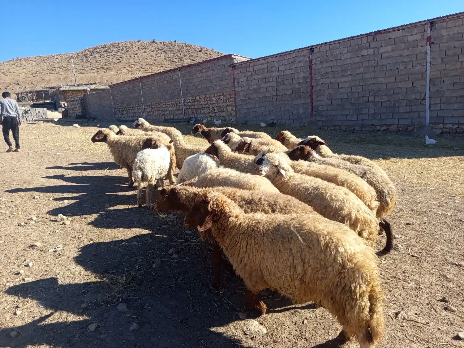 میش|حیوانات مزرعه|ویسیان, |دیوار