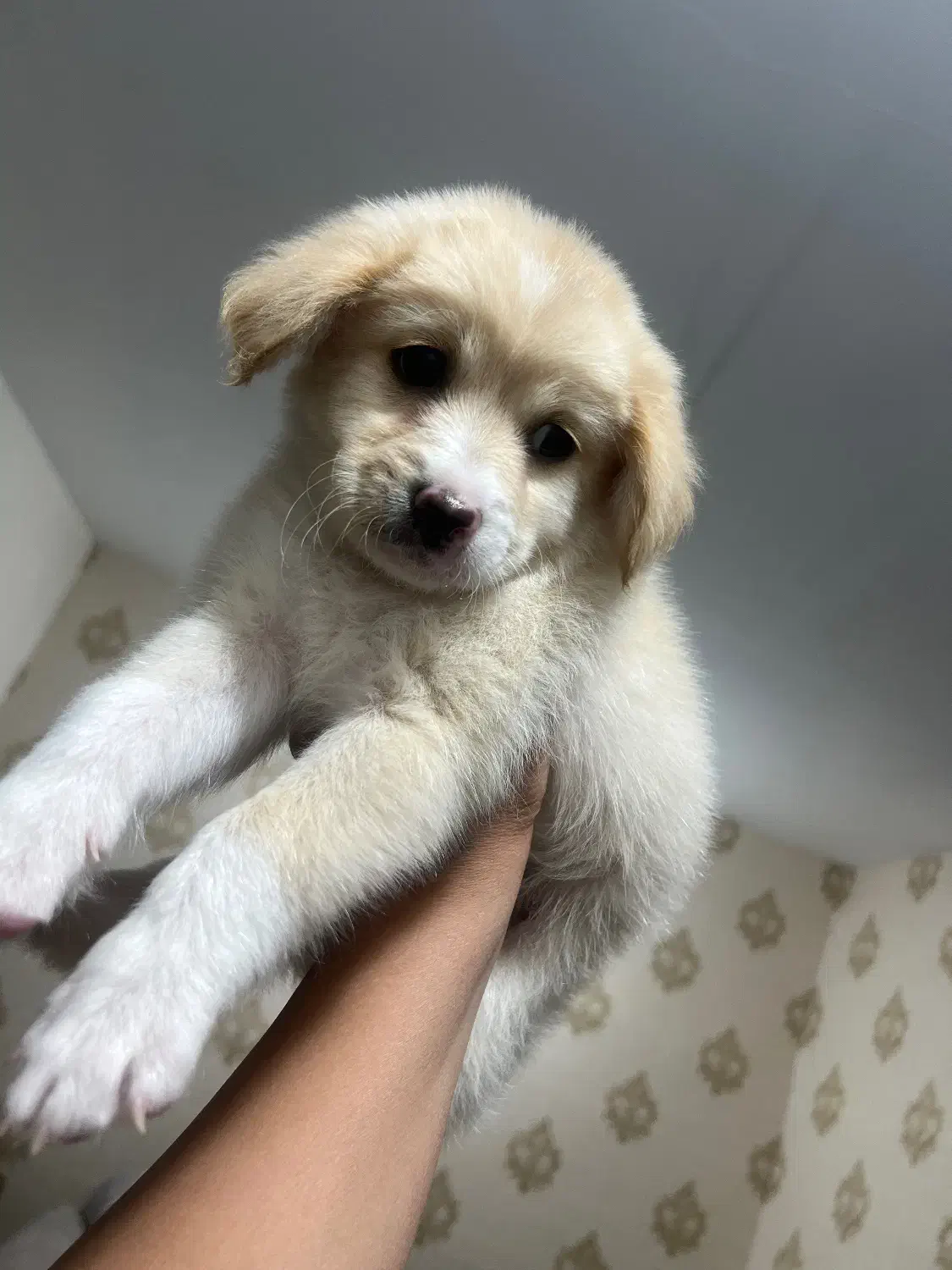 سایز ریز عروسکی|سگ|خرمشهر, |دیوار