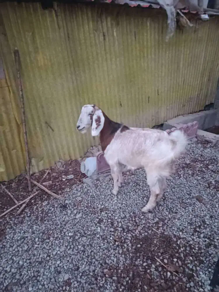 بز ماده|حیوانات مزرعه|رامجین, |دیوار