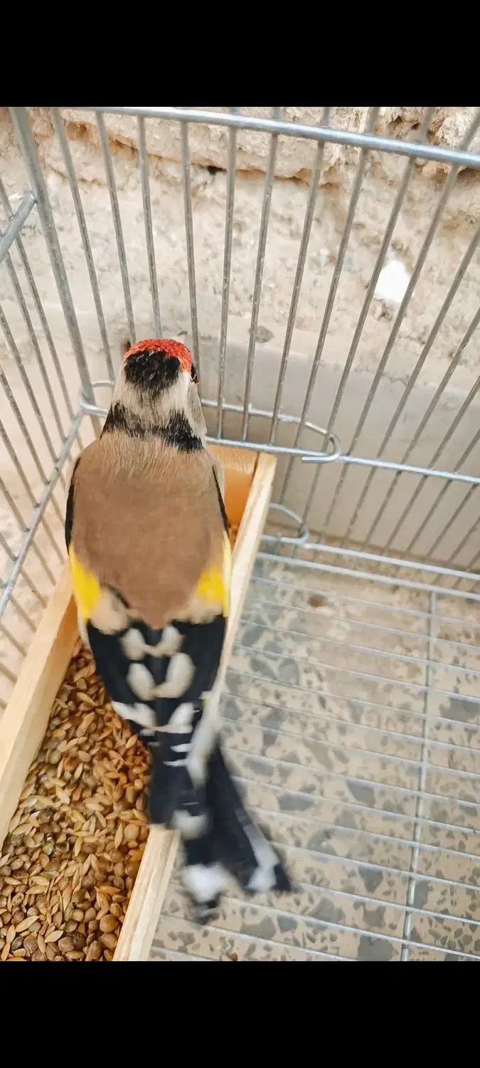 سهره دورگ|پرنده|شیراز, گویم|دیوار